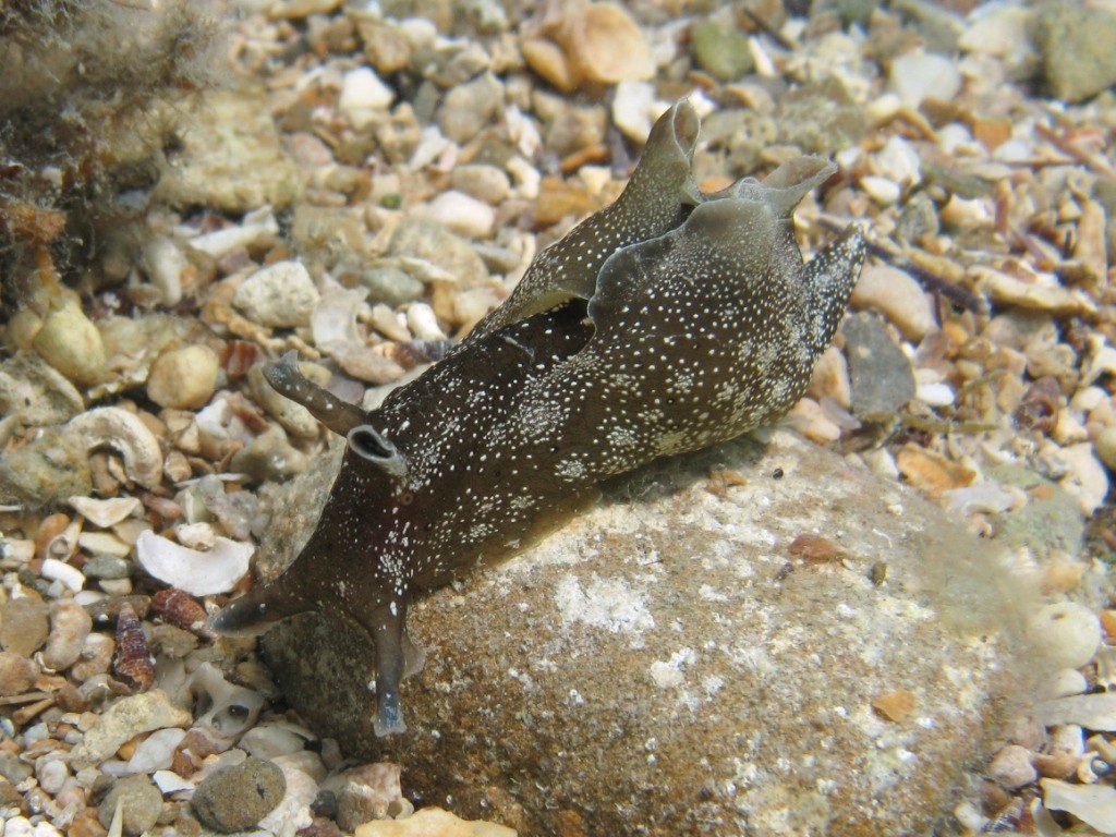 Aplysia punctata (Couvier, 1803)